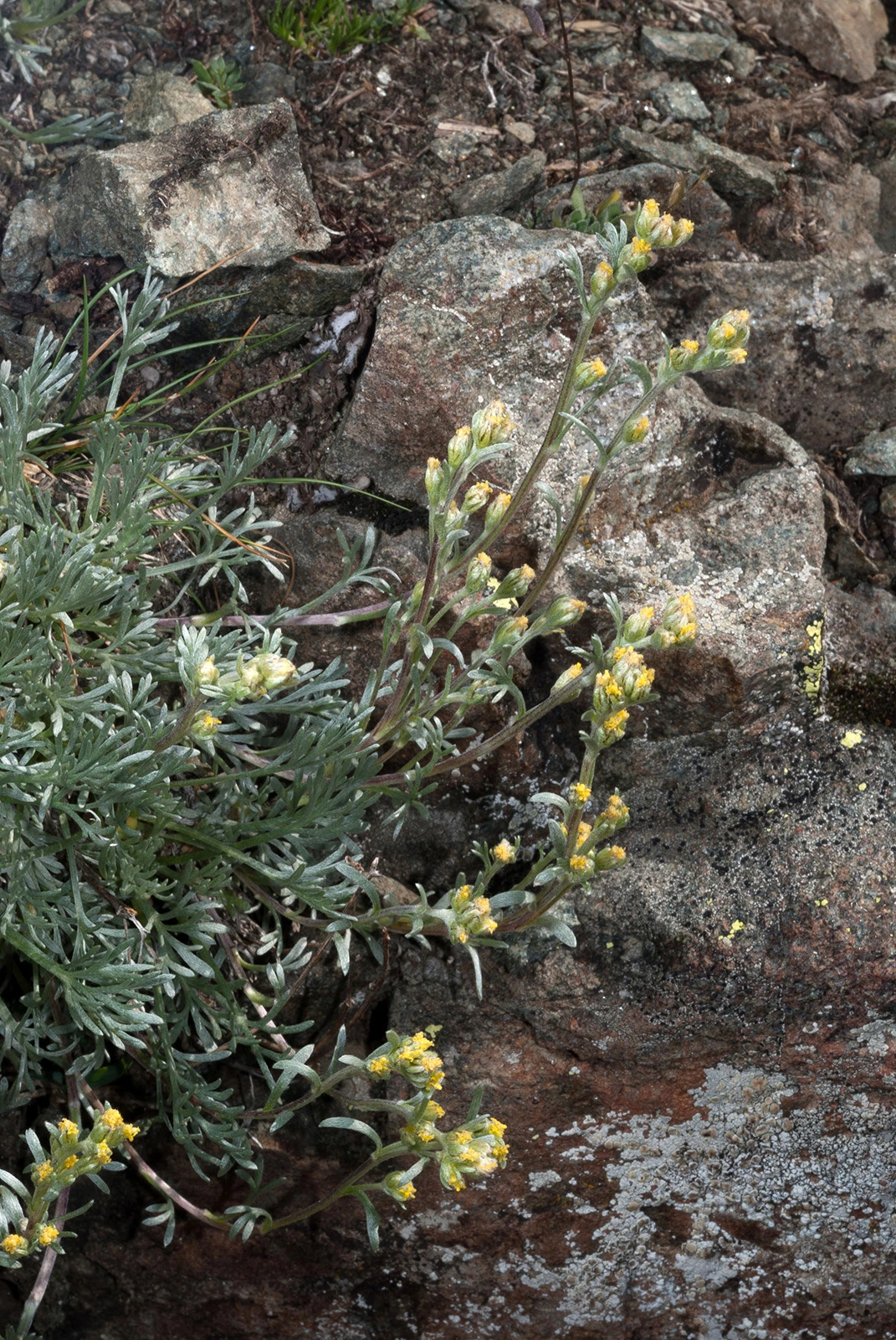 Photo Maurizio Broglio - Artemisia umbelliformis
